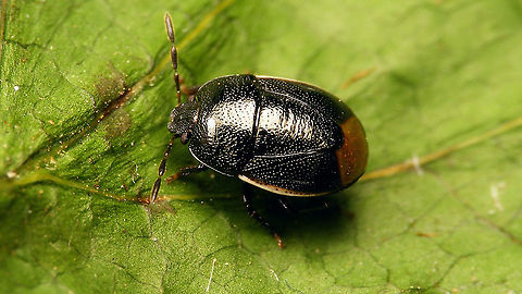 Legnotus limbosus https://www.jungledragon.com/image/116089/legnotus_limbosus_-_portrait.html Cydnidae,Jane's garden,Legnotus,Legnotus limbosus,Netherlands,Pentatomoidea,nl: Kleefkruidgraafwants