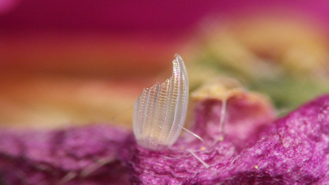 Elvis has left the building ... Ferdy is expecting me to finish this series, so thereyahgo ...<br />
<figure class="photo"><a href="https://www.jungledragon.com/image/115059/anthocharis_cardamines_-_fresh_egg.html" title="Anthocharis cardamines - Fresh egg"><img src="https://s3.amazonaws.com/media.jungledragon.com/images/3043/115059_thumb.jpg?AWSAccessKeyId=05GMT0V3GWVNE7GGM1R2&Expires=1759968010&Signature=vzYjJt%2FKTWsh6xq4EULtU9LqAZI%3D" width="200" height="114" alt="Anthocharis cardamines - Fresh egg This morning Jane spotted an Orange tip ovipositioning. She let her be and later found this egg on the same flower. It is clearly very teneral still, should soon become yellow.<br />
<br />
Indeed, two days later: https://www.jungledragon.com/image/115663/orange_tip_egg.html<br />
A few days later still: https://www.jungledragon.com/image/116157/elvis_has_left_the_building_.html<br />
 Anthocharis,Anthocharis cardamines,Egg,Eggs,Jane&#039;s garden,Orange tip,Pieridae,Teneral,nl: Oranjetipje" /></a></figure><br />
<figure class="photo"><a href="https://www.jungledragon.com/image/115663/orange_tip_egg.html" title="Orange tip egg"><img src="https://s3.amazonaws.com/media.jungledragon.com/images/3043/115663_thumb.jpg?AWSAccessKeyId=05GMT0V3GWVNE7GGM1R2&Expires=1759968010&Signature=ucvWZsHx9CbPT9DHs%2FaK0IlUghs%3D" width="200" height="114" alt="Orange tip egg Same egg, still fresh (a few days earlier):<br />
https://www.jungledragon.com/image/115059/anthocharis_cardamines_-_fresh_egg.html<br />
Same egg, empty (a few days later):<br />
https://www.jungledragon.com/image/116157/elvis_has_left_the_building_.html Anthocharis,Anthocharis cardamines,Egg,Eggs,Jane&#039;s garden,Orange tip,Pieridae,nl: Oranjetipje" /></a></figure><br />
Shot this empty shell about a week ago, but we couldn&#039;t determine which of the lil&#039; caterpillars belonged to it.<br />
To make up for that I&#039;ll upload another egg with resulting caterpillar a few hours old.<br />
 Anthocharis,Anthocharis cardamines,Egg,Eggs,Jane's garden,Orange tip,Pieridae,nl: Oranjetipje
