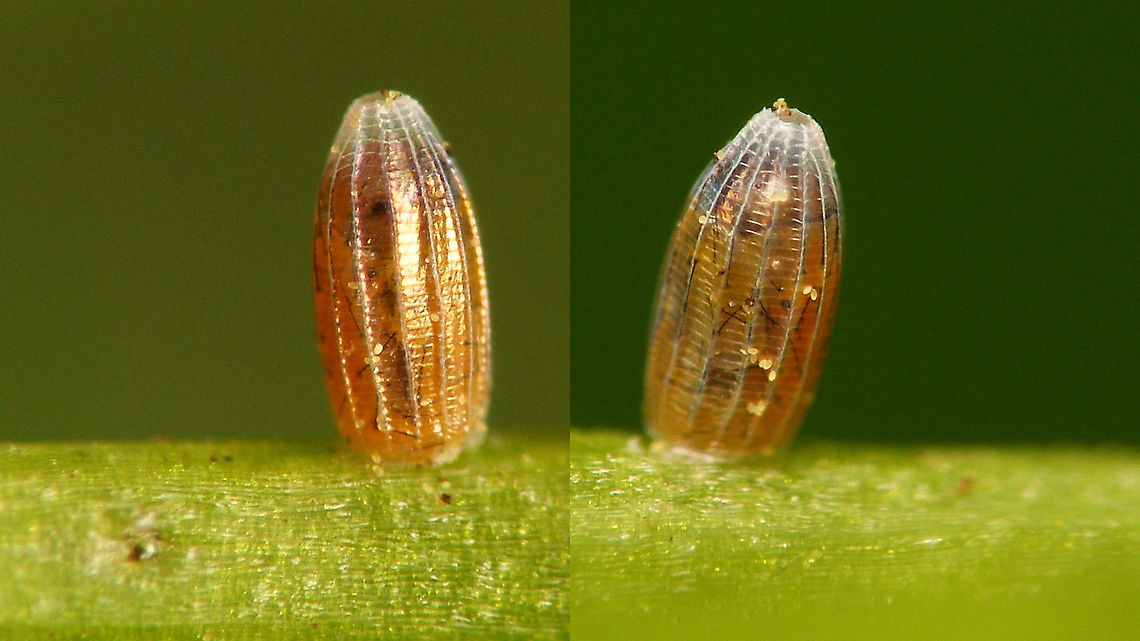 Anthocharis cardamines - Egg, about to burst Two sides of the same egg. You can already recognize the little caterpillar inside, head at the top, long black hairs on the body :o)<br />
Here is the resulting caterpillar, 4 hrs after these images were taken:<br />
<figure class="photo"><a href="https://www.jungledragon.com/image/116159/anthocharis_cardamines_-_caterpillar_few_hours_old.html" title="Anthocharis cardamines - Caterpillar, few hours old"><img src="https://s3.amazonaws.com/media.jungledragon.com/images/3043/116159_thumb.jpg?AWSAccessKeyId=05GMT0V3GWVNE7GGM1R2&Expires=1770854410&Signature=x2hIQ92iyeX6ey%2BlXXetGRnsy7U%3D" width="200" height="114" alt="Anthocharis cardamines - Caterpillar, few hours old This little bugger just wouldn't let me see it eclose ... waited for hours, looking again and again and finally had to get some sleep. Four hours later the little sh*t was laughing in my face ;o)<br />
https://www.jungledragon.com/image/116158/anthocharis_cardamines_-_egg_about_to_burst.html Anthocharis,Anthocharis cardamines,Caterpillar,Jane's garden,Orange tip,Pieridae,nl: Oranjetipje" /></a></figure> Anthocharis,Anthocharis cardamines,Egg,Eggs,Jane's garden,Orange tip,Pieridae,nl: Oranjetipje