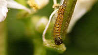 Anthocharis cardamines - Caterpillar, few hours old This little bugger just wouldn't let me see it eclose ... waited for hours, looking again and again and finally had to get some sleep. Four hours later the little sh*t was laughing in my face ;o)<br />
https://www.jungledragon.com/image/116158/anthocharis_cardamines_-_egg_about_to_burst.html Anthocharis,Anthocharis cardamines,Caterpillar,Jane's garden,Orange tip,Pieridae,nl: Oranjetipje