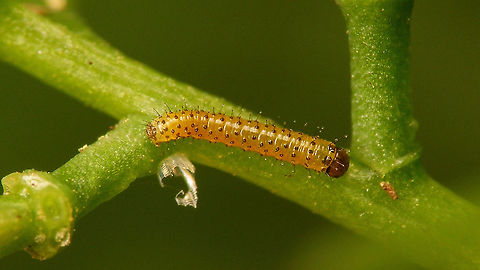 Anthocharis cardamines - Caterpillar, few days old Very young caterpillar, maybe one or two days old, passing it's empty egg shell on the way down the plant ...  Anthocharis,Anthocharis cardamines,Caterpillar,Egg,Jane's garden,Orange tip,Pieridae,nl: Oranjetipje