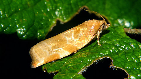 Archips xylosteana - Pale Adding the species for the garden with a paler than average specimen ... Archips,Archips xylosteana,Geotagged,Jane's garden,Leaf roller,Lepidoptera,Moth,Netherlands,Tortricidae,Variegated golden tortrix,nl: Gevlamde bladroller