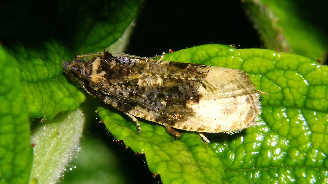 Hedya ochroleucana Just saw Christine had uploaded this one from the States ... here's a European version :o) Buff-tipped Marble,Hedya,Hedya ochroleucana,Jane's garden,Moth,Olethreutinae,Olethreutini,Tortricidae,nl: Grote witvlakbladroller
