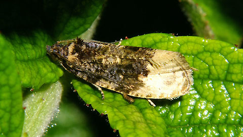 Hedya ochroleucana Just saw Christine had uploaded this one from the States ... here's a European version :o) Buff-tipped Marble,Hedya,Hedya ochroleucana,Jane's garden,Moth,Olethreutinae,Olethreutini,Tortricidae,nl: Grote witvlakbladroller