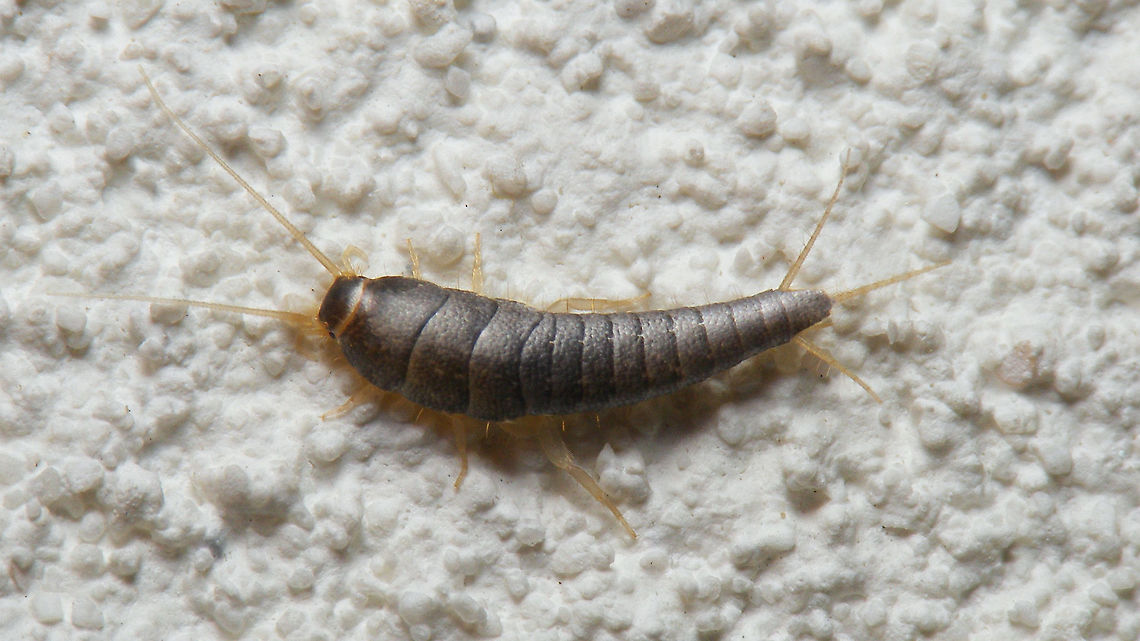 Lepisma saccharina on wall In most homes, these seem to be &quot;replaced&quot; more and more by Ctenolepisma longicaudatum. Jane still has the original Lepisma saccharina that pops up every now and then ... Jane's garden,Lepisma,Lepisma saccharina,Lepismatidae,Netherlands,Zygentoma,nl: Suikergast,nl: Zilvervisje