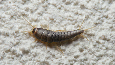 Lepisma saccharina on wall In most homes, these seem to be "replaced" more and more by Ctenolepisma longicaudatum. Jane still has the original Lepisma saccharina that pops up every now and then ... Jane's garden,Lepisma,Lepisma saccharina,Lepismatidae,Netherlands,Zygentoma,nl: Suikergast,nl: Zilvervisje