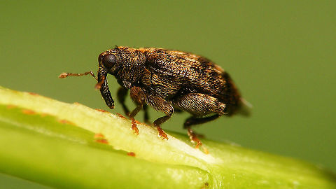 Orchestes pilosus  Anthodiscus pilosus,Curculionidae,Curculioninae,Curculionoidea,Orchestes,Orchestes pilosus,Rhamphini,Rhynchaenus pilosus