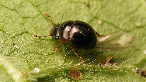 Agathidium nigrinum Found this one walking about in a bathroom that I'm rebuilding yesterday and put it in a tube to look at it better later. Once I had time to sit down for photos it had its wings unfolded (from trying to escape, no doubt) and wasn't trying to pull them back in anymore.
With both keys available to me, I land on Agathidium (Cyphoceble) nigrinum, but that species is supposed to be 3-4mm (FHL) or even 3.4-4.7mm (Kilian & Borowiec), whereas this specimen was hardly more than 2.5mm.
Agathidium nigrinum is supposed to be a wide spread species but rare over all of its range (Caucasus/Europe). If my ID is correct (despite the size) this would probably be the first record for the province of Drenthe (6 other of 13 provinces so far).
Will try to get confirmation.
https://www.jungledragon.com/image/117052/agathidium_nigrinum_-_size.html
 Agathidium,Agathidium nigrinum,Cyphoceble,Jane's garden,Leiodidae