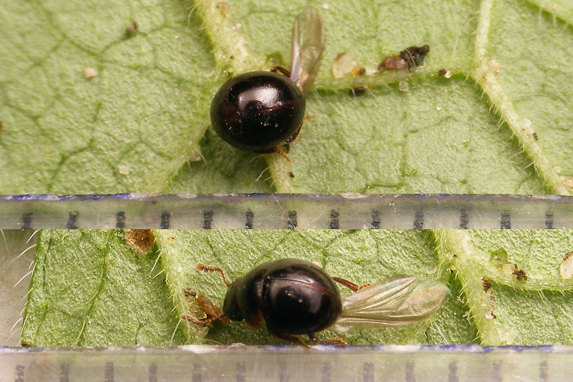 Agathidium nigrinum - size To go with this image:<br />
<figure class="photo"><a href="https://www.jungledragon.com/image/117010/agathidium_nigrinum.html" title="Agathidium nigrinum"><img src="https://s3.amazonaws.com/media.jungledragon.com/images/3043/117010_thumb.jpg?AWSAccessKeyId=05GMT0V3GWVNE7GGM1R2&Expires=1767225610&Signature=0%2BMNU5qxYG0QwU%2FdjWQvxn%2Bmt2E%3D" width="200" height="114" alt="Agathidium nigrinum Found this one walking about in a bathroom that I&#039;m rebuilding yesterday and put it in a tube to look at it better later. Once I had time to sit down for photos it had its wings unfolded (from trying to escape, no doubt) and wasn&#039;t trying to pull them back in anymore.<br />
With both keys available to me, I land on Agathidium (Cyphoceble) nigrinum, but that species is supposed to be 3-4mm (FHL) or even 3.4-4.7mm (Kilian &amp; Borowiec), whereas this specimen was hardly more than 2.5mm.<br />
Agathidium nigrinum is supposed to be a wide spread species but rare over all of its range (Caucasus/Europe). If my ID is correct (despite the size) this would probably be the first record for the province of Drenthe (6 other of 13 provinces so far).<br />
Will try to get confirmation.<br />
https://www.jungledragon.com/image/117052/agathidium_nigrinum_-_size.html<br />
 Agathidium,Agathidium nigrinum,Cyphoceble,Jane&#039;s garden,Leiodidae" /></a></figure> Agathidium,Agathidium nigrinum,Cyphoceble,Jane's garden,Leiodidae