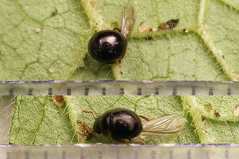 Agathidium nigrinum - size To go with this image:
https://www.jungledragon.com/image/117010/agathidium_nigrinum.html Agathidium,Agathidium nigrinum,Cyphoceble,Jane's garden,Leiodidae