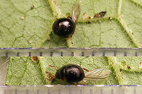 Agathidium nigrinum - size To go with this image:<br />
https://www.jungledragon.com/image/117010/agathidium_nigrinum.html Agathidium,Agathidium nigrinum,Cyphoceble,Jane's garden,Leiodidae