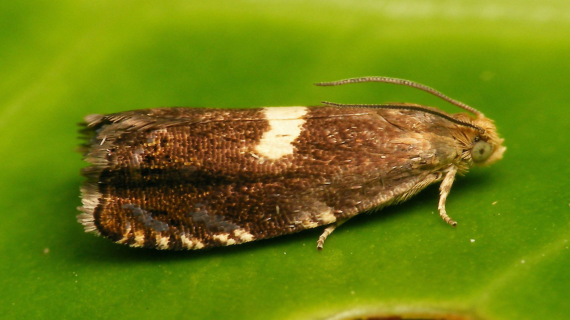 Cydia inquinatana Okay, this is cheating a little ...<br />
The other day we had friends visiting and while sitting under a Maple tree (Acer) a Cydia inquinatana landed right next to us. Tymo Muus had asked them to be on the lookout for this species just the day before or so, because he still needed a specimen for photos in the book he's assembling. So "our" Cydia inquinatana was quickly bottled and transported off later (a few _bad_ images through the plastic of the container left to enjoy - no point in letting it escape while trying to get nice pictures). The next day Jane found the one above on one of her daily hunting rounds along the banks of a canal nearby and brought it home, because we were both "dismayed" about not having been able to shoot decent images of this beautiful little species ...<br />
After shooting some images "at the desk" we let it go near the Maple tree (to replace the one "stolen" the day before ;o) and it decided to land on a leaf of some shrub below the Maple and sit there for a while, to allow for more images in a natural setting. So yes, this _was_ indeed taken in Jane's garden ... but it's still cheating a little bit ;o)   Cydia,Cydia inquinatana,Grapholitini,Jane's garden,Olethreutinae,Tortricidae,nl: Esdoornbladroller