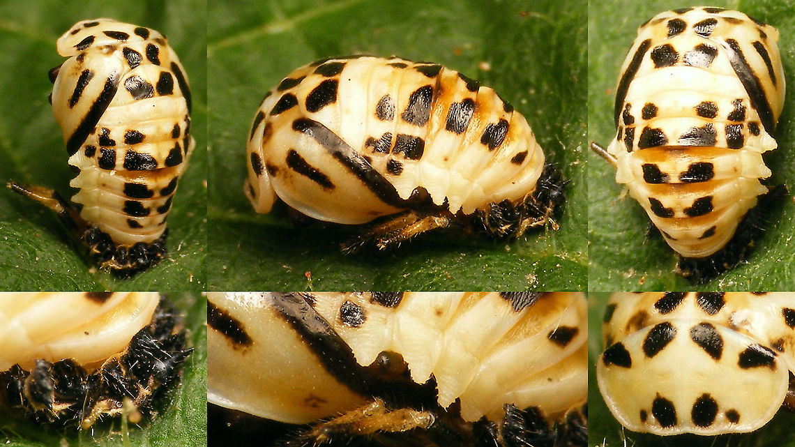 Sospita vigintiguttata - Pupa First timer for me: The pupa of this scarce species :o)<br />
Collage with details for comparison with other &quot;black &amp; white&quot; pupae of Ladybird beetles (work in progress) Coccinellidae,Coccinellinae,Coleoptera,Geotagged,Netherlands,Pupa,Sospita,Sospita vigintiguttata,nl: Twintigvleklieveheersbeestje