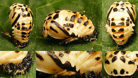 Sospita vigintiguttata - Pupa First timer for me: The pupa of this scarce species :o)
Collage with details for comparison with other "black & white" pupae of Ladybird beetles (work in progress) Coccinellidae,Coccinellinae,Coleoptera,Geotagged,Netherlands,Pupa,Sospita,Sospita vigintiguttata,nl: Twintigvleklieveheersbeestje