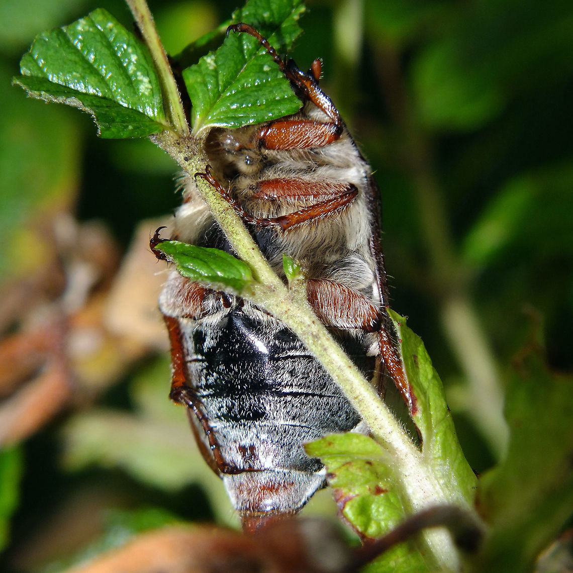 Melolontha melolontha - Belly Ahw, what the heck ... we didn't have a ventral close-up yet ... ;o) Common cockchafer,Jane's garden,Melolontha,Melolontha melolontha,Melolonthidae