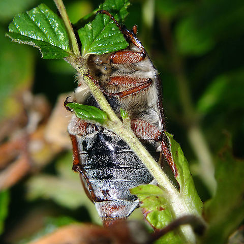 Melolontha melolontha - Belly Ahw, what the heck ... we didn't have a ventral close-up yet ... ;o) Common cockchafer,Jane's garden,Melolontha,Melolontha melolontha,Melolonthidae