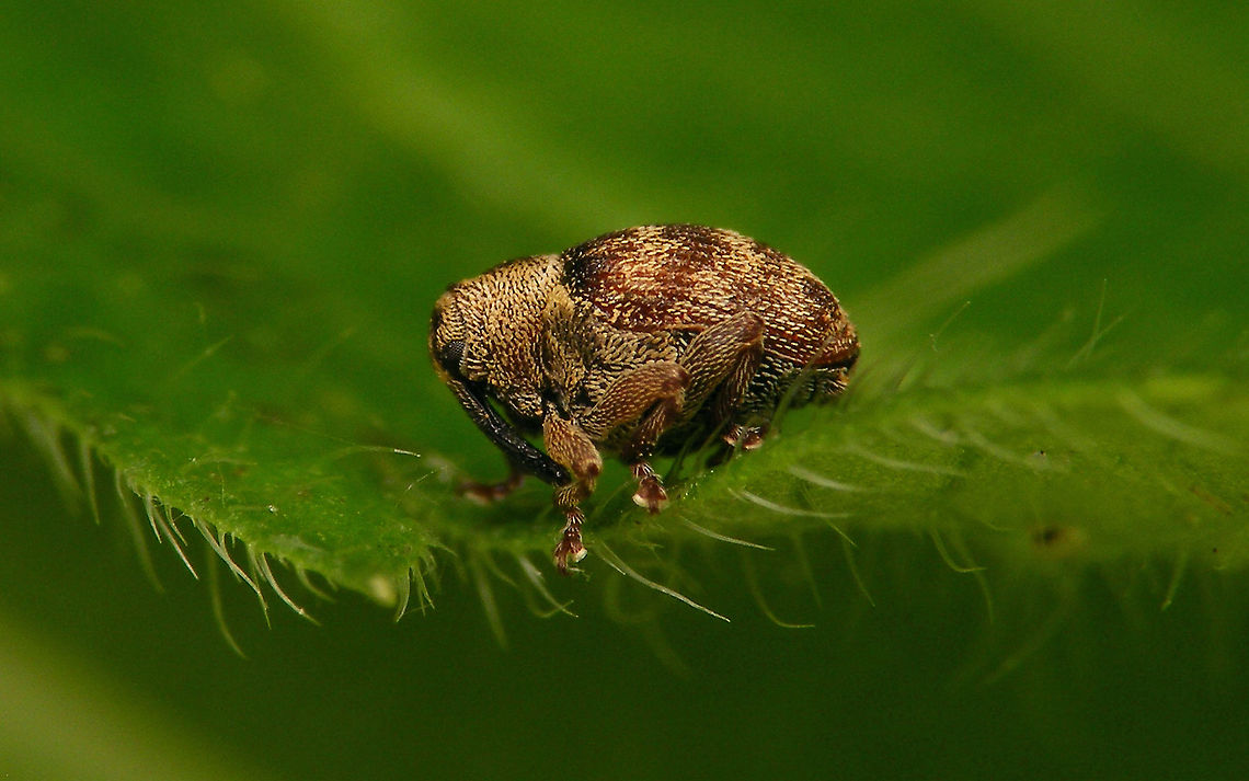 Coeliodes rana  Ceutorhynchinae,Coeliodes,Coeliodes dryados,Coeliodes rana,Curculionidae,Curculioninae,Curculionoidea