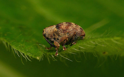 Coeliodes rana  Ceutorhynchinae,Coeliodes,Coeliodes dryados,Coeliodes rana,Curculionidae,Curculioninae,Curculionoidea