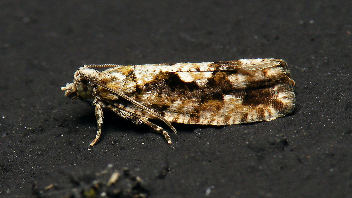 Zeiraphera isertana  Alerdinck,Eucosmini,Lepidoptera,Olethreutinae,Tortricidae,Zeiraphera,Zeiraphera isertana,nl: Grootkopbladroller