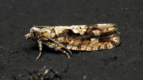 Zeiraphera isertana  Alerdinck,Eucosmini,Lepidoptera,Olethreutinae,Tortricidae,Zeiraphera,Zeiraphera isertana,nl: Grootkopbladroller