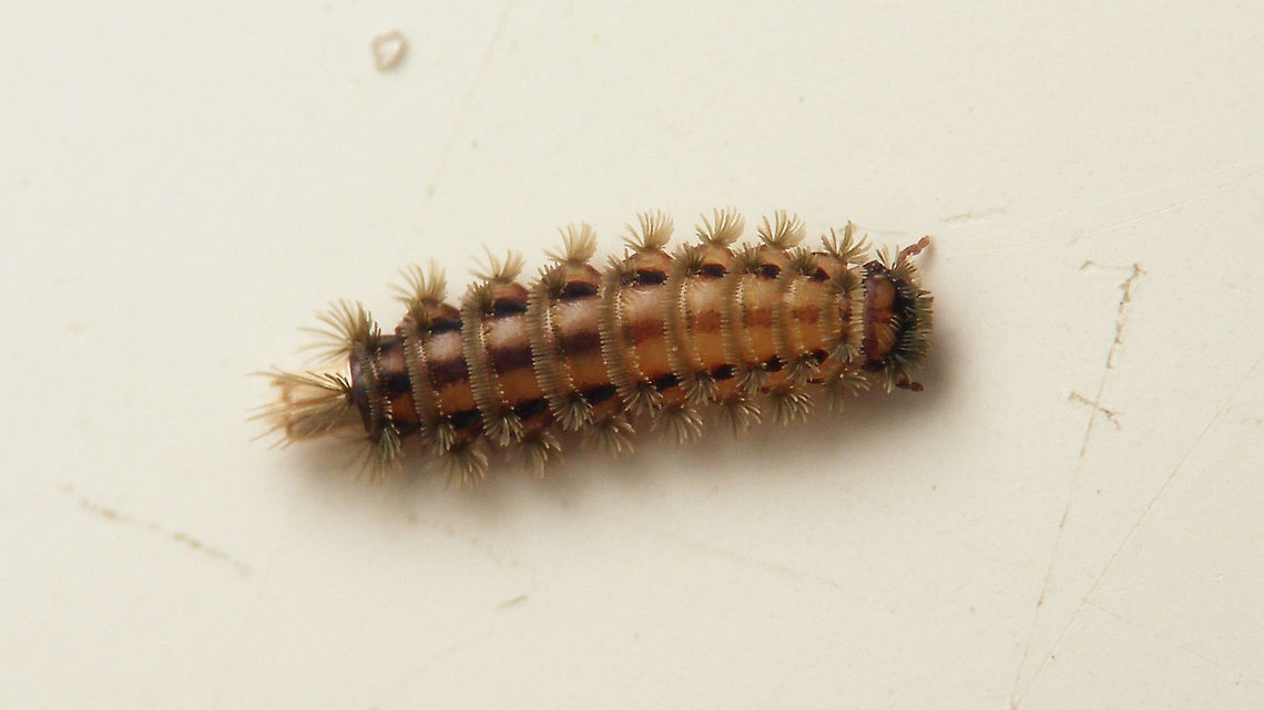 Polyxenus lagurus on table top Been a while since I saw one of these. Spotted this one walking on the wall behind my computer screen and puled it off to inspect what is was (at this size, 3,5mm or so) and hairy it might also have been a Dermestid larvae or some such - my eyesight is not that good any more *rolleyes*. Took an image on the table and then put it on a piece of bark ... moving target all the time ... <br />
<figure class="photo"><a href="https://www.jungledragon.com/image/117286/polyxenus_lagurus.html" title="Polyxenus lagurus"><img src="https://s3.amazonaws.com/media.jungledragon.com/images/3043/117286_thumb.jpg?AWSAccessKeyId=05GMT0V3GWVNE7GGM1R2&Expires=1767225610&Signature=iaYDTI8C8TQcU1inKCY5PBfgJ5c%3D" width="200" height="114" alt="Polyxenus lagurus Been a while since I saw one of these. Spotted this one walking on the wall behind my computer screen and puled it off to inspect what is was (at this size, 3,5mm or so) and hairy it might also have been a Dermestid larvae or some such - my eyesight is not that good any more *rolleyes*. Took an image on the table and then put it on a piece of bark ... moving target all the time ... <br />
https://www.jungledragon.com/image/117285/polyxenus_lagurus_on_table_top.html Diplopoda,Jane&#039;s garden,Myriapoda,Penicillata,Polyxenida,Polyxenidae,Polyxenus,Polyxenus lagurus,nl: Penseeltje" /></a></figure> Diplopoda,Jane's garden,Myriapoda,Penicillata,Polyxenida,Polyxenidae,Polyxenus,Polyxenus lagurus,nl: Penseeltje