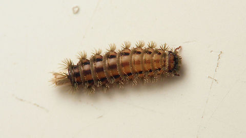 Polyxenus lagurus on table top Been a while since I saw one of these. Spotted this one walking on the wall behind my computer screen and puled it off to inspect what is was (at this size, 3,5mm or so) and hairy it might also have been a Dermestid larvae or some such - my eyesight is not that good any more *rolleyes*. Took an image on the table and then put it on a piece of bark ... moving target all the time ... 
https://www.jungledragon.com/image/117286/polyxenus_lagurus.html Diplopoda,Jane's garden,Myriapoda,Penicillata,Polyxenida,Polyxenidae,Polyxenus,Polyxenus lagurus,nl: Penseeltje
