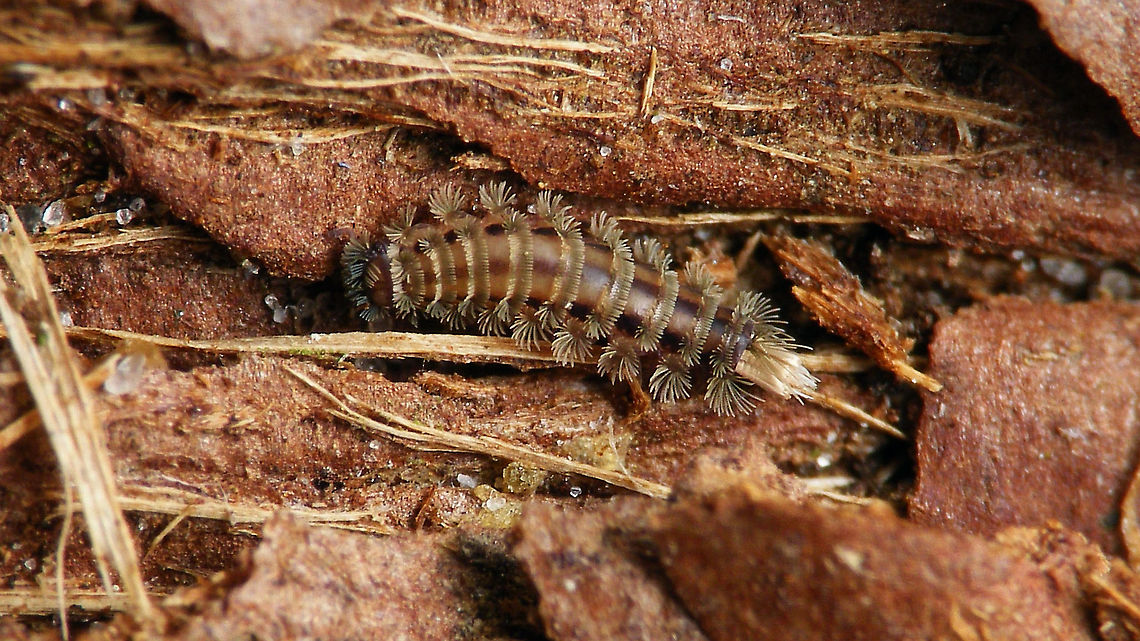 Polyxenus lagurus Been a while since I saw one of these. Spotted this one walking on the wall behind my computer screen and puled it off to inspect what is was (at this size, 3,5mm or so) and hairy it might also have been a Dermestid larvae or some such - my eyesight is not that good any more *rolleyes*. Took an image on the table and then put it on a piece of bark ... moving target all the time ... <br />
<figure class="photo"><a href="https://www.jungledragon.com/image/117285/polyxenus_lagurus_on_table_top.html" title="Polyxenus lagurus on table top"><img src="https://s3.amazonaws.com/media.jungledragon.com/images/3043/117285_thumb.jpg?AWSAccessKeyId=05GMT0V3GWVNE7GGM1R2&Expires=1767225610&Signature=k9Uc%2FkKGeNelFaW2HdlWzTEXoOg%3D" width="200" height="114" alt="Polyxenus lagurus on table top Been a while since I saw one of these. Spotted this one walking on the wall behind my computer screen and puled it off to inspect what is was (at this size, 3,5mm or so) and hairy it might also have been a Dermestid larvae or some such - my eyesight is not that good any more *rolleyes*. Took an image on the table and then put it on a piece of bark ... moving target all the time ... <br />
https://www.jungledragon.com/image/117286/polyxenus_lagurus.html Diplopoda,Jane&#039;s garden,Myriapoda,Penicillata,Polyxenida,Polyxenidae,Polyxenus,Polyxenus lagurus,nl: Penseeltje" /></a></figure> Diplopoda,Jane's garden,Myriapoda,Penicillata,Polyxenida,Polyxenidae,Polyxenus,Polyxenus lagurus,nl: Penseeltje
