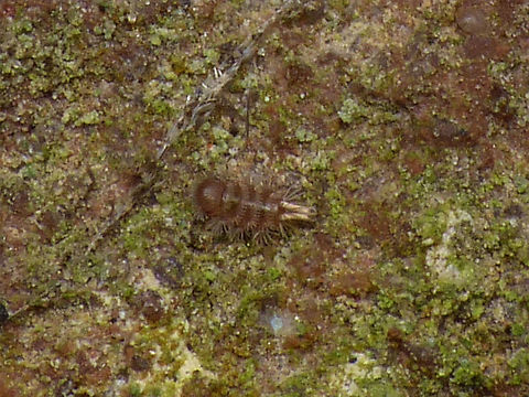 Polyxenus lagurus - Juvenile Okay, as the 3,5mm (sub?)adult Polyxenus I just uploaded was the first one JD I decided to also dig up this small juvenile that I shot some years ago. Bad, lo-res image, but it clearly shows that the juveniles have far less body segments. Diplopoda,Geotagged,Juvenile,Myriapoda,Netherlands,Penicillata,Polyxenida,Polyxenidae,Polyxenus,Polyxenus lagurus,nl: Penseeltje