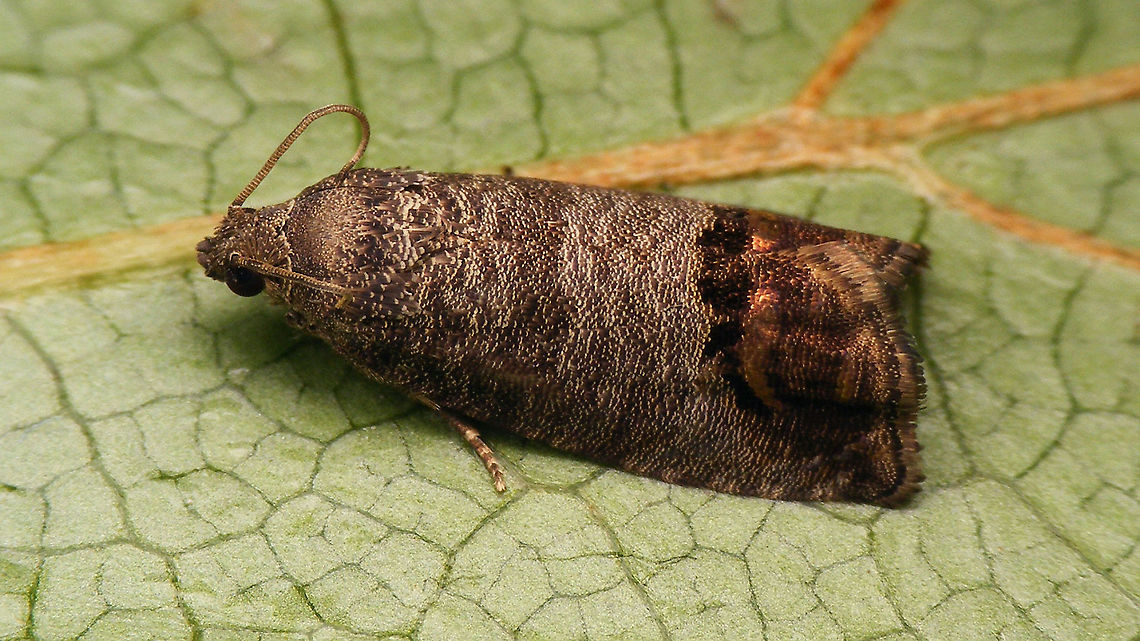 Cydia pomonella Cleaning up in the Tortricidae (image taken 2019) ... noticed I could still add this one for our continent :o) Codling moth,Cydia,Cydia pomonella,Geotagged,Grapholitini,Netherlands,Tortricidae,Tortricoidea Olethreutinae,nl: Fruitmot
