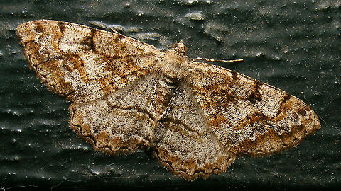 Alcis repandata  Alcis,Alcis repandata,Alerdinck,Boarmiini,Ennominae,Geometridae,Geometroidea,Geotagged,Lepidoptera,Moth,Mottled Beauty,Netherlands,nl: Variabele spikkelspanner