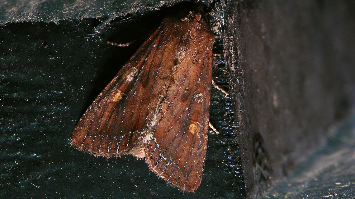 Lacanobia (Diataraxia) oleracea Quick &amp; dirty shot while working - couldn&#039;t find an angle to get light on the head (hiding in a corner)...  Alerdinck,Bright-line brown-eye,Diataraxia,Geotagged,Hadenini,Lacanobia,Lacanobia (Diataraxia) oleracea,Lacanobia oleracea,Lepidoptera,Moth,Netherlands,Noctuidae,Noctuinae,Noctuoidea,nl: Groente-uil