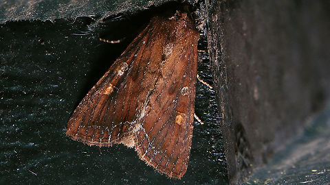 Lacanobia (Diataraxia) oleracea Quick & dirty shot while working - couldn't find an angle to get light on the head (hiding in a corner)...  Alerdinck,Bright-line brown-eye,Diataraxia,Geotagged,Hadenini,Lacanobia,Lacanobia (Diataraxia) oleracea,Lacanobia oleracea,Lepidoptera,Moth,Netherlands,Noctuidae,Noctuinae,Noctuoidea,nl: Groente-uil