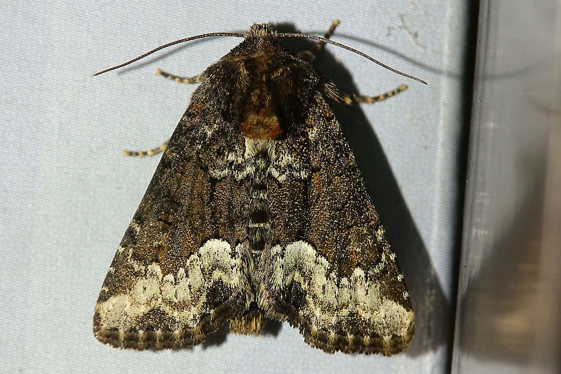 Oligia strigilis One night in the bathroom ... Apameina,Apameini,Jane's garden,Marbled minor,Moth,Noctuidae,Noctuinae,Noctuoidea,Oligia,Oligia strigilis,nl: Gelobd halmuiltje