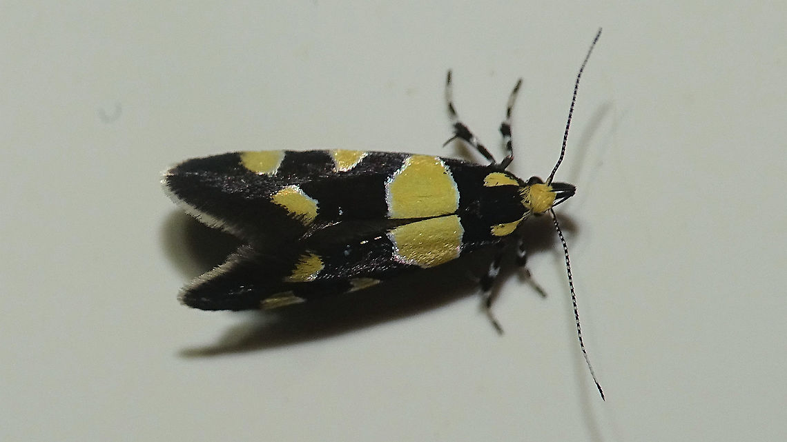 Eratophyes amasiella Horrible quality image of this little one sitting on the ceiling of the bathroom (just out of reach, frankly). Just adding it for <a href="https://www.jungledragon.com/tag/66925/janes_garden.html" title="Jane&#039;s garden" class="tag"><em>504</em>Jane's garden</a> and to show a specimen with more vivid yellow colouring ... Eratophyes,Eratophyes amasiella,Gelechioidea,Geotagged,Jane's garden,Lepidoptera,Netherlands,Oecophoridae,Oecophorinae,Oecophorini,nl: Oosterse schone