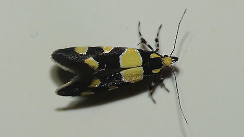 Eratophyes amasiella Horrible quality image of this little one sitting on the ceiling of the bathroom (just out of reach, frankly). Just adding it for https://www.jungledragon.com/tag/66925/janes_garden.html and to show a specimen with more vivid yellow colouring ... Eratophyes,Eratophyes amasiella,Gelechioidea,Geotagged,Jane's garden,Lepidoptera,Netherlands,Oecophoridae,Oecophorinae,Oecophorini,nl: Oosterse schone