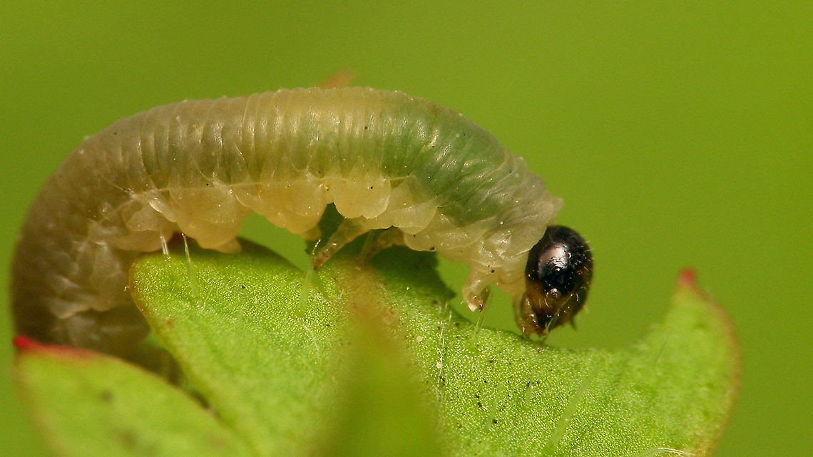 Ametastegia (Protoemphytus) carpini - Larva, detail Tentative ID based on food plant. Previously classified as Protoemphytus carpini (now subgenus of Ametastegia) in subfamily Blennocampinae (now Allantinae).<br />
Full view here:<br />
<figure class="photo"><a href="https://www.jungledragon.com/image/117808/ametastegia_protoemphytus_carpini_-_larva_on_herb_robert.html" title="Ametastegia (Protoemphytus) carpini - Larva on Herb Robert"><img src="https://s3.amazonaws.com/media.jungledragon.com/images/3043/117808_thumb.jpg?AWSAccessKeyId=05GMT0V3GWVNE7GGM1R2&Expires=1767225610&Signature=hAgkgACH6cM%2BGE4QEH2Ckh9MFSM%3D" width="200" height="114" alt="Ametastegia (Protoemphytus) carpini - Larva on Herb Robert Tentative ID based on food plant. Previously classified as Protoemphytus carpini (now subgenus of Ametastegia) in subfamily Blennocampinae (now Allantinae).<br />
Detail here:<br />
https://www.jungledragon.com/image/117807/ametastegia_protoemphytus_carpini_-_larva_detail.html Allantinae,Ametastegia,Ametastegia carpini,Blennocampinae,Geranium robertianum,Herb Robert,Jane&#039;s garden,Protoemphytus,Sawfly larva,Symphyta,Tenthredinidae,nl: Geraniumbladwesp,nl: Robertskruid" /></a></figure> Allantinae,Ametastegia,Ametastegia carpini,Blennocampinae,Geranium robertianum,Herb Robert,Jane's garden,Protoemphytus,Sawfly larva,Symphyta,Tenthredinidae,nl: Geraniumbladwesp,nl: Robertskruid