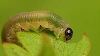 Ametastegia (Protoemphytus) carpini - Larva, detail Tentative ID based on food plant. Previously classified as Protoemphytus carpini (now subgenus of Ametastegia) in subfamily Blennocampinae (now Allantinae).<br />
Full view here:<br />
https://www.jungledragon.com/image/117808/ametastegia_protoemphytus_carpini_-_larva_on_herb_robert.html Allantinae,Ametastegia,Ametastegia carpini,Blennocampinae,Geranium robertianum,Herb Robert,Jane's garden,Protoemphytus,Sawfly larva,Symphyta,Tenthredinidae,nl: Geraniumbladwesp,nl: Robertskruid