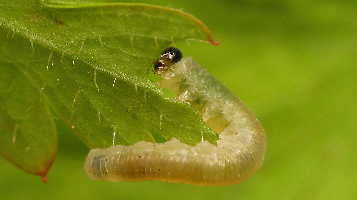Ametastegia (Protoemphytus) carpini - Larva on Herb Robert Tentative ID based on food plant. Previously classified as Protoemphytus carpini (now subgenus of Ametastegia) in subfamily Blennocampinae (now Allantinae).<br />
Detail here:<br />
<figure class="photo"><a href="https://www.jungledragon.com/image/117807/ametastegia_protoemphytus_carpini_-_larva_detail.html" title="Ametastegia (Protoemphytus) carpini - Larva, detail"><img src="https://s3.amazonaws.com/media.jungledragon.com/images/3043/117807_thumb.jpg?AWSAccessKeyId=05GMT0V3GWVNE7GGM1R2&Expires=1759968010&Signature=2afROayM%2B6IjcCw4OxlnFdahL9c%3D" width="200" height="114" alt="Ametastegia (Protoemphytus) carpini - Larva, detail Tentative ID based on food plant. Previously classified as Protoemphytus carpini (now subgenus of Ametastegia) in subfamily Blennocampinae (now Allantinae).<br />
Full view here:<br />
https://www.jungledragon.com/image/117808/ametastegia_protoemphytus_carpini_-_larva_on_herb_robert.html Allantinae,Ametastegia,Ametastegia carpini,Blennocampinae,Geranium robertianum,Herb Robert,Jane&#039;s garden,Protoemphytus,Sawfly larva,Symphyta,Tenthredinidae,nl: Geraniumbladwesp,nl: Robertskruid" /></a></figure> Allantinae,Ametastegia,Ametastegia carpini,Blennocampinae,Geranium robertianum,Herb Robert,Jane's garden,Protoemphytus,Sawfly larva,Symphyta,Tenthredinidae,nl: Geraniumbladwesp,nl: Robertskruid