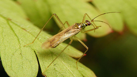 Dicyphus pallidus - Macropterous male Our largest Dicyphus. Finally had a macropterous individual posing for me today (on Herb Robert)
Close-up of head here:
https://www.jungledragon.com/image/117810/dicyphus_pallidus_-_head.html Bryocorinae,Dicyphini,Dicyphus,Dicyphus pallidus,Geranium robertianum,Herb Robert,Heteroptera,Jane's garden,Miridae,Netherlands,nl: Bosandoornbochelwants,nl: Robertskruid