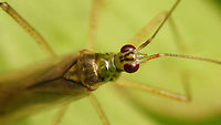 Dicyphus pallidus - Head Close-up of this macropterous male:<br />
https://www.jungledragon.com/image/117809/dicyphus_pallidus_-_macropterous_male.html Bryocorinae,Dicyphini,Dicyphus,Dicyphus pallidus,Heteroptera,Jane's garden,Miridae,Netherlands,nl: Bosandoornbochelwants