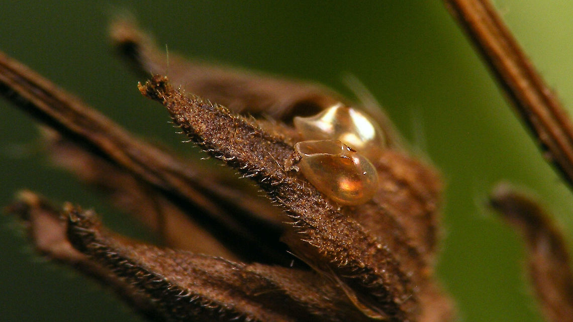 Rhopalus subrufus - Empty egg shells  Coreoidea,Eggs,Geranium robertianum,Jane's garden,Rhopalidae,Rhopalus,Rhopalus subrufus,nl: Geblokte glasvleugelwants