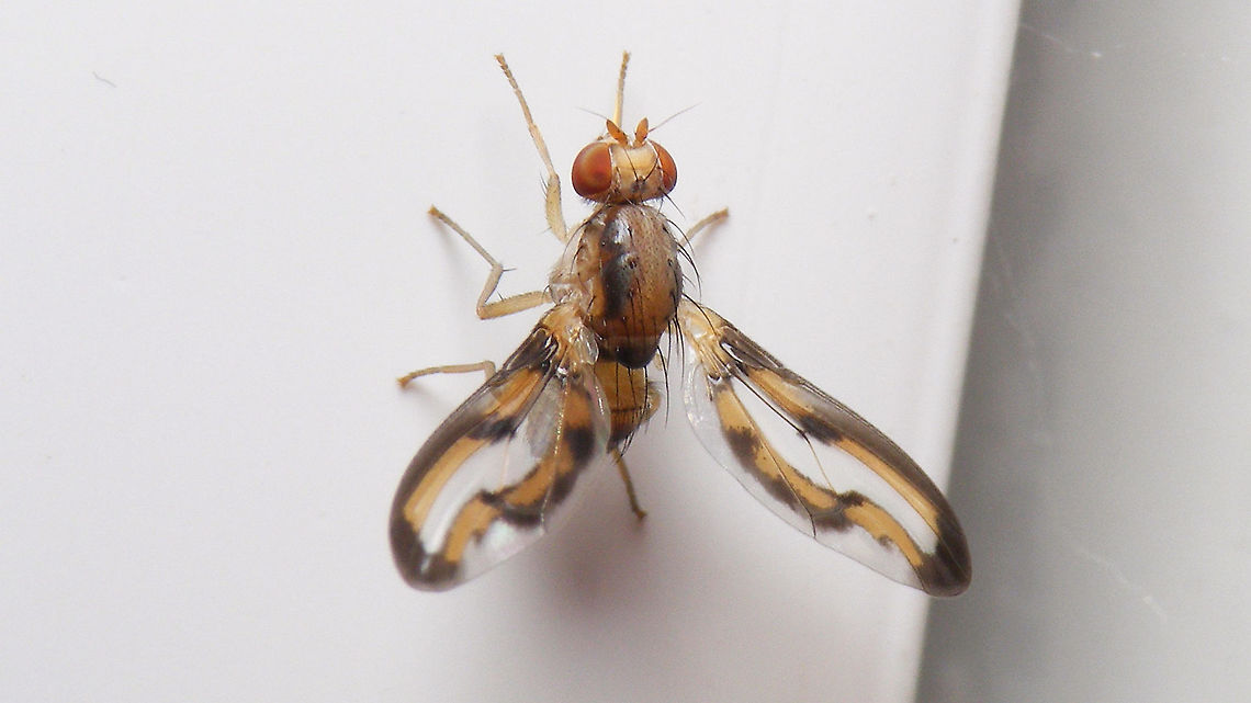 Palloptera muliebris Not the best shot, but (quite beautiful) species still missing on JD.<br />
Naming is chaotic. Dutch species register has it as Palloptera muliebris, Fauna Europaea uses Toxoneura and Wikipedia/GBIF spell that as Toxonevra, probably in accordance with Stephen Marshal (2012).<br />
As the name from Wikipedia is imported here I'll ID it as such, but leave Palloptera in the title... Brachycera,Diptera,Jane's garden,Palloptera,Palloptera muliebris,Pallopteridae,Toxoneura,Toxonevra,Toxonevra muliebris