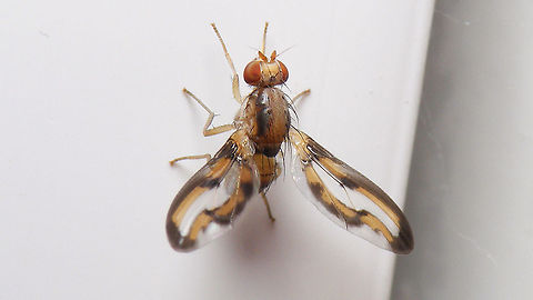 Palloptera muliebris Not the best shot, but (quite beautiful) species still missing on JD.
Naming is chaotic. Dutch species register has it as Palloptera muliebris, Fauna Europaea uses Toxoneura and Wikipedia/GBIF spell that as Toxonevra, probably in accordance with Stephen Marshal (2012).
As the name from Wikipedia is imported here I'll ID it as such, but leave Palloptera in the title... Brachycera,Diptera,Jane's garden,Palloptera,Palloptera muliebris,Pallopteridae,Toxoneura,Toxonevra,Toxonevra muliebris