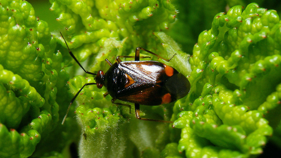 Deraeocoris ruber - Somewhat darker Noticed I didn't have this species for Jane's garden yet ... Cimicomorpha,Deraeocoris,Deraeocoris ruber,Hemiptera,Heteroptera,Jane's garden,Miridae,Red Bug