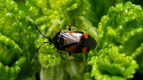 Deraeocoris ruber - Somewhat darker Noticed I didn't have this species for Jane's garden yet ... Cimicomorpha,Deraeocoris,Deraeocoris ruber,Hemiptera,Heteroptera,Jane's garden,Miridae,Red Bug