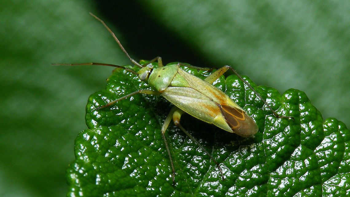 Closterotomus norwegicus adding the species for the garden ... Closterotomus,Closterotomus norvegicus,Closterotomus norwegicus,Geotagged,Jane's garden,Miridae,Mirinae,Mirini,Netherlands,Potato Mirid,nl: Aardappelprachtblindwants