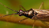 Dicyphus errans - Female, head More images of same individual:<br />
https://www.jungledragon.com/image/117866/dicyphus_errans_-_female_lateral.html<br />
https://www.jungledragon.com/image/117865/dicyphus_errans_-_female_dorsal.html Bryocorinae,Dicyphini,Dicyphus,Dicyphus errans,Heteroptera,Jane's garden,Miridae,Netherlands,nl: Zwervende bochelwants