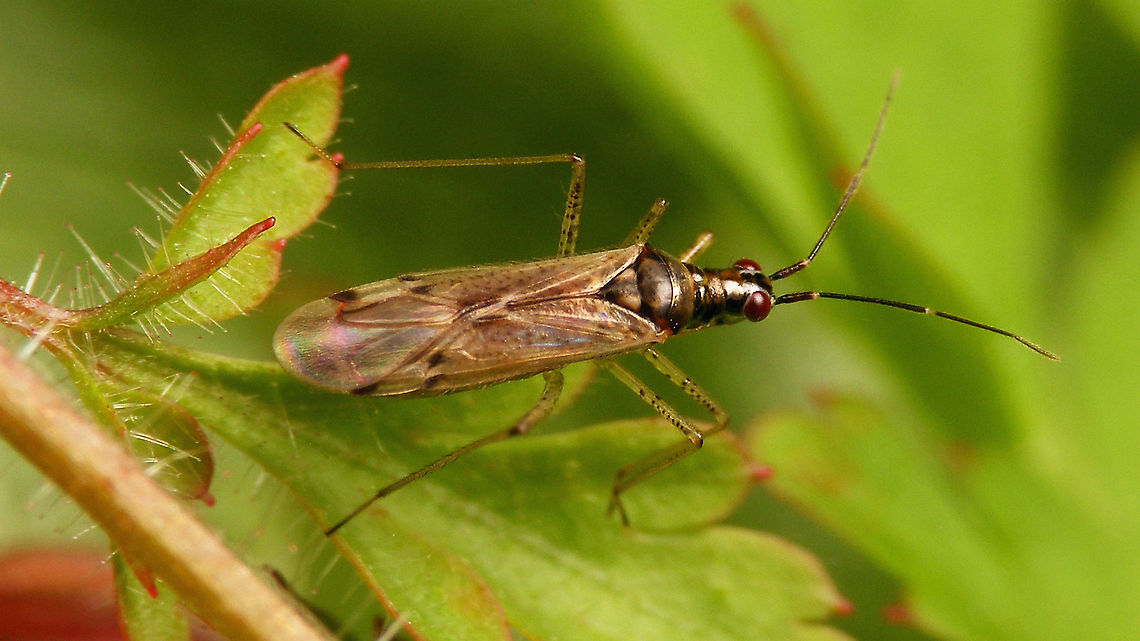Dicyphus errans - Female, dorsal More images of same individual:<br />
<figure class="photo"><a href="https://www.jungledragon.com/image/117866/dicyphus_errans_-_female_lateral.html" title="Dicyphus errans - Female, lateral"><img src="https://s3.amazonaws.com/media.jungledragon.com/images/3043/117866_thumb.jpg?AWSAccessKeyId=05GMT0V3GWVNE7GGM1R2&Expires=1759968010&Signature=KveZILriIu7WjFJULijrtHuMbcE%3D" width="200" height="114" alt="Dicyphus errans - Female, lateral More images of same individual:<br />
https://www.jungledragon.com/image/117864/dicyphus_errans_-_female_head.html<br />
https://www.jungledragon.com/image/117865/dicyphus_errans_-_female_dorsal.html Bryocorinae,Dicyphini,Dicyphus,Dicyphus errans,Geranium robertianum,Herb Robert,Heteroptera,Jane&#039;s garden,Miridae,Netherlands,nl: Robertskruid,nl: Zwervende bochelwants" /></a></figure><br />
<figure class="photo"><a href="https://www.jungledragon.com/image/117864/dicyphus_errans_-_female_head.html" title="Dicyphus errans - Female, head"><img src="https://s3.amazonaws.com/media.jungledragon.com/images/3043/117864_thumb.jpg?AWSAccessKeyId=05GMT0V3GWVNE7GGM1R2&Expires=1759968010&Signature=XcPo0aFrb%2FdHvsuLcWGdUDAoHQM%3D" width="200" height="114" alt="Dicyphus errans - Female, head More images of same individual:<br />
https://www.jungledragon.com/image/117866/dicyphus_errans_-_female_lateral.html<br />
https://www.jungledragon.com/image/117865/dicyphus_errans_-_female_dorsal.html Bryocorinae,Dicyphini,Dicyphus,Dicyphus errans,Heteroptera,Jane&#039;s garden,Miridae,Netherlands,nl: Zwervende bochelwants" /></a></figure> Bryocorinae,Dicyphini,Dicyphus,Dicyphus errans,Heteroptera,Jane's garden,Miridae,Netherlands,nl: Zwervende bochelwants