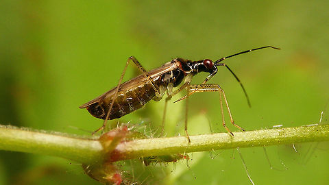 Dicyphus errans - Female, lateral More images of same individual:
https://www.jungledragon.com/image/117864/dicyphus_errans_-_female_head.html
https://www.jungledragon.com/image/117865/dicyphus_errans_-_female_dorsal.html Bryocorinae,Dicyphini,Dicyphus,Dicyphus errans,Geranium robertianum,Herb Robert,Heteroptera,Jane's garden,Miridae,Netherlands,nl: Robertskruid,nl: Zwervende bochelwants