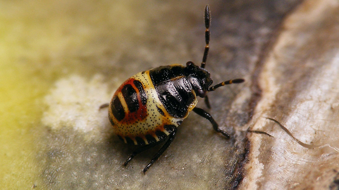 Eurydema oleracea - Nymph  Eurydema,Eurydema oleracea,Hemiptera,Heteroptera,Jane's garden,Nymph,Pentatomidae,Strachiini,nl: Koolschidwants